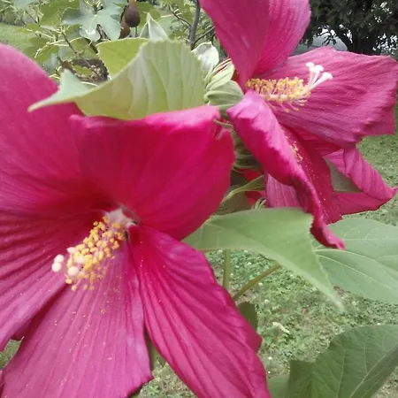 Feher Rozsa Cserszegtomaj