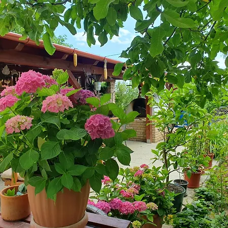 Feher Rozsa Lägenhet *